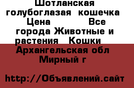 Шотланская голубоглазая  кошечка › Цена ­ 5 000 - Все города Животные и растения » Кошки   . Архангельская обл.,Мирный г.